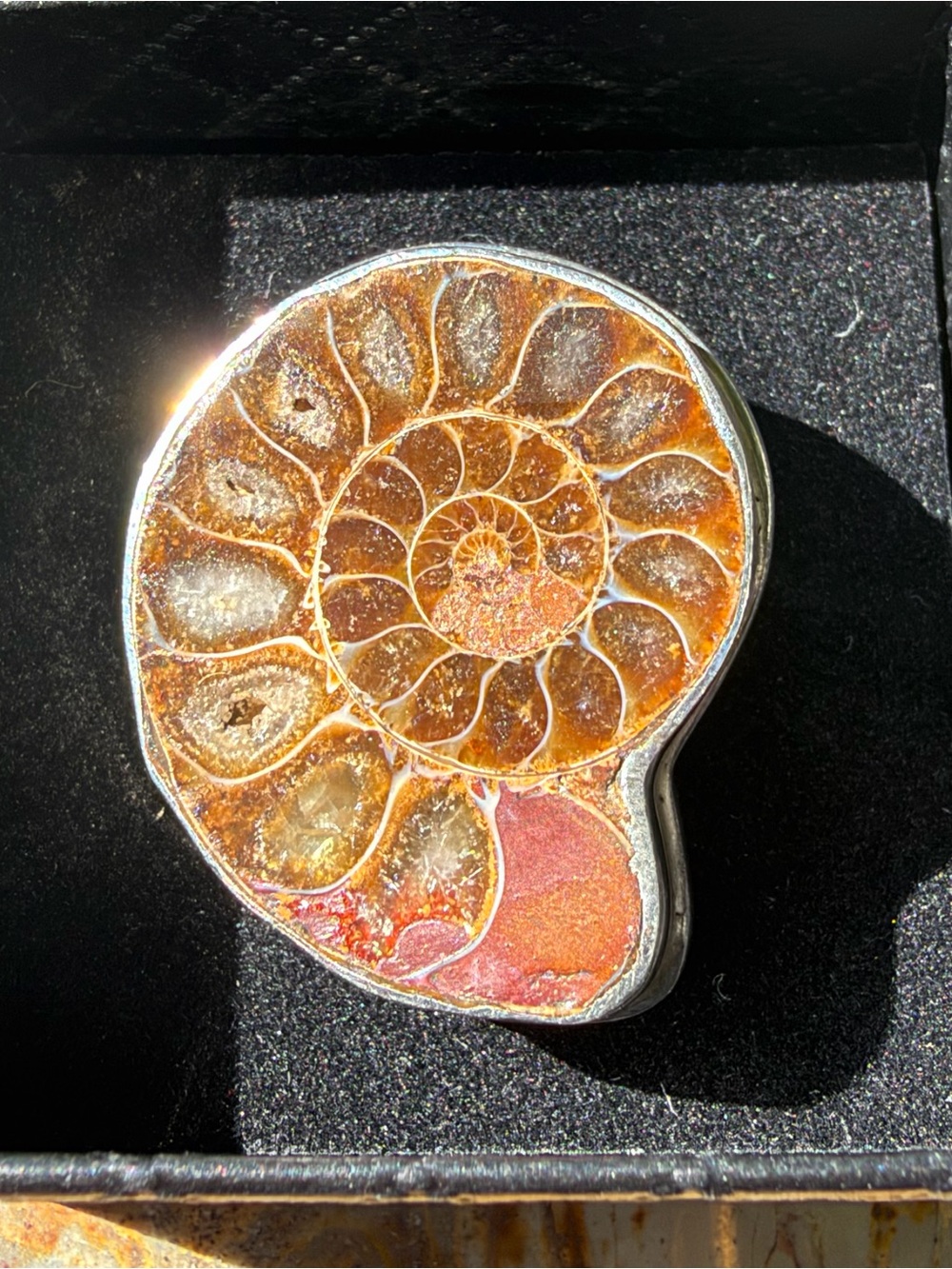 SOLID Sterling Silver Ammonite Fossil Ring in Olive Brown